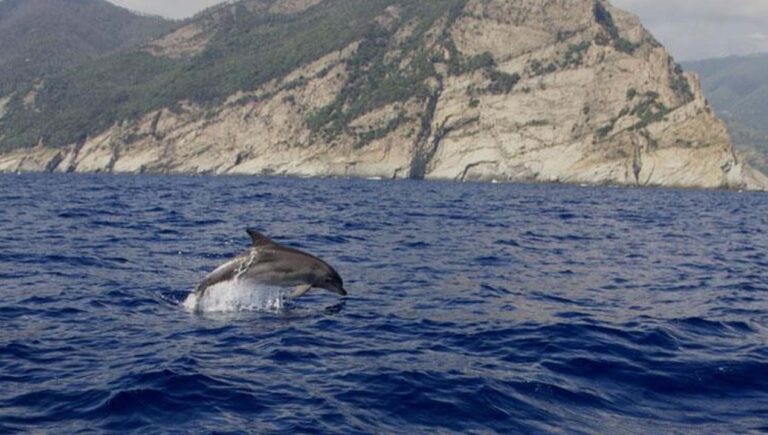 Delfini alle Cinque Terre 768x435